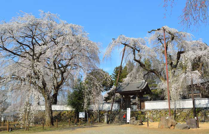 桜 秩父観光協会