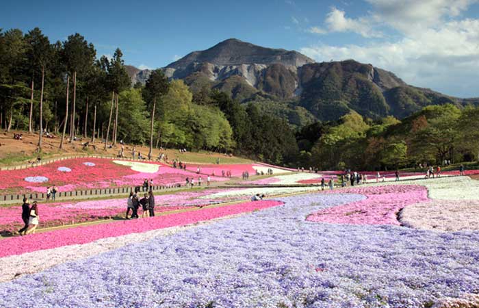 芝桜 秩父観光協会