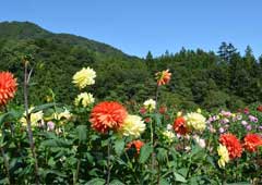 両神山麓花の郷　ダリア園