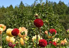 両神山麓花の郷　ダリア園