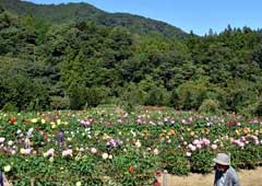 両神山麓花の郷　ダリア園