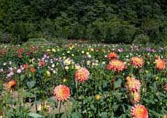 両神山麓花の郷　ダリア園