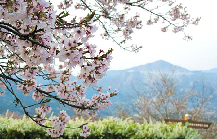 美の山の桜