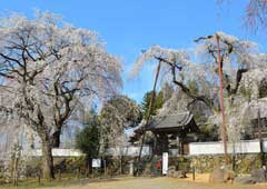 清雲寺のしだれ桜