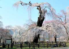 清雲寺のしだれ桜