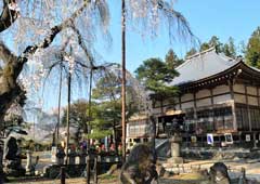 清雲寺のしだれ桜