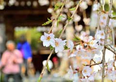清雲寺のしだれ桜