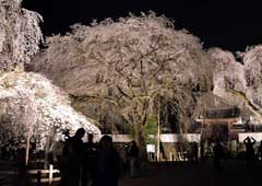 清雲寺のしだれ桜ライトアップ