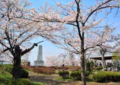 羊山公園の桜