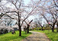 羊山公園の桜