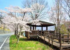羊山公園の桜