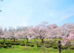 羊山公園の桜