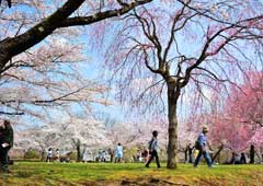 羊山公園の桜