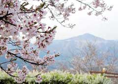 美の山公園の桜