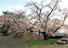 美の山公園の桜