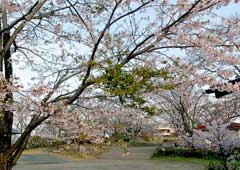 美の山公園の桜