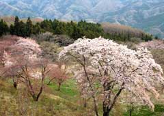 美の山公園の桜