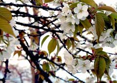 美の山公園の桜