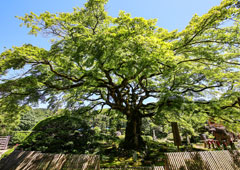 札所八番 清泰山 西善寺