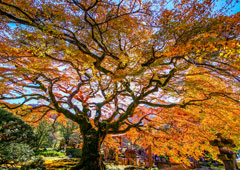 札所八番 清泰山 西善寺