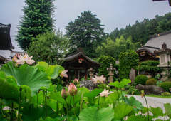 札所十二番 仏道山 野坂寺